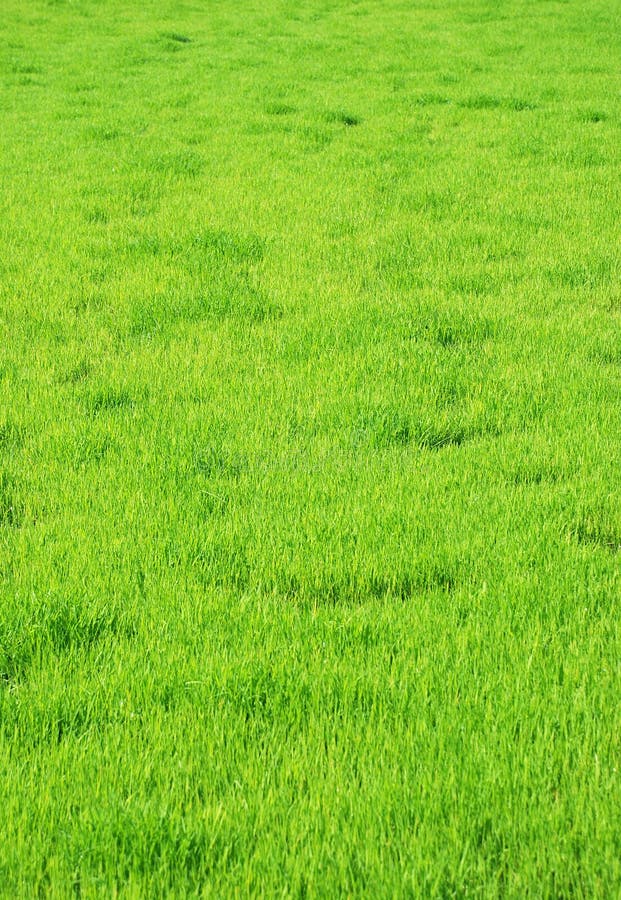 Green grass background like texture. Green grass background like texture