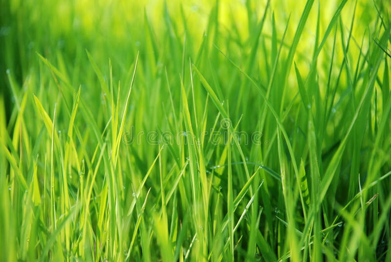 Green grass background with dew drops. Green grass background with dew drops