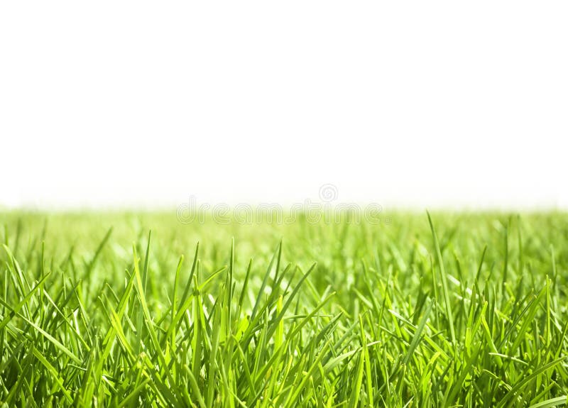 Grama fotografia de stock royalty free