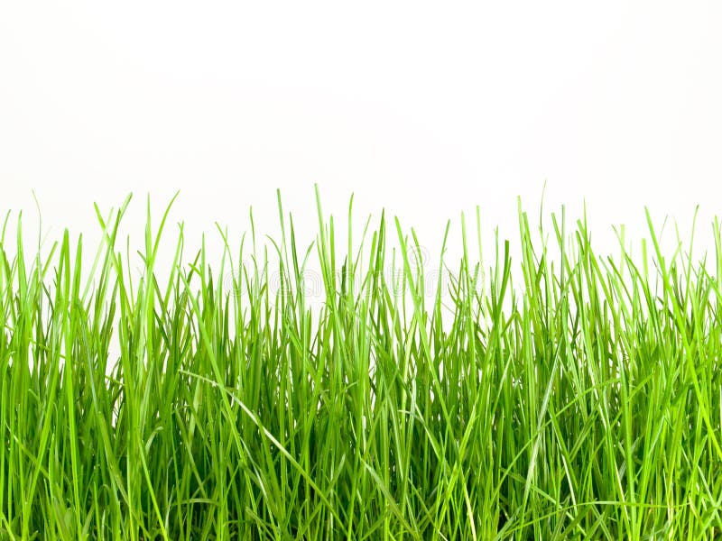 Relva imagem de stock