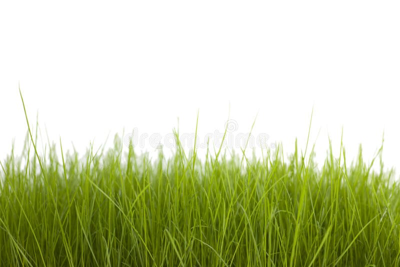 Grama fotos de stock