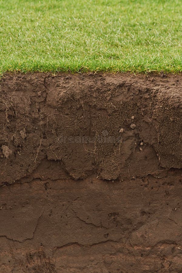 Relva aparada sobre solo exposto fotografia de stock royalty free