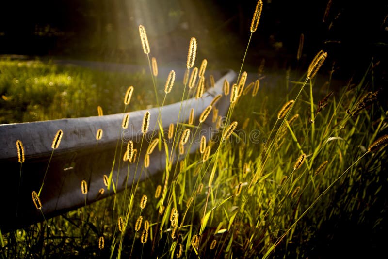 Grama do trigo no trilho de protetor na estrada de país de origem na luz solar imagem de stock Grama do trigo no trilho de protetor na estrada de país de origem na luz solar imagem de stock