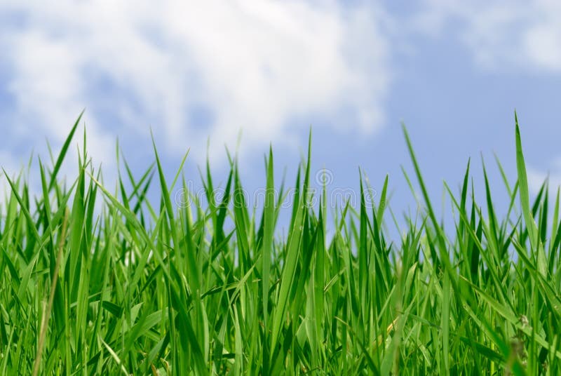 Relva e Céu imagem de stock royalty free