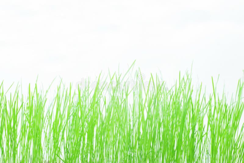 Grama sobre um branco foto de stock