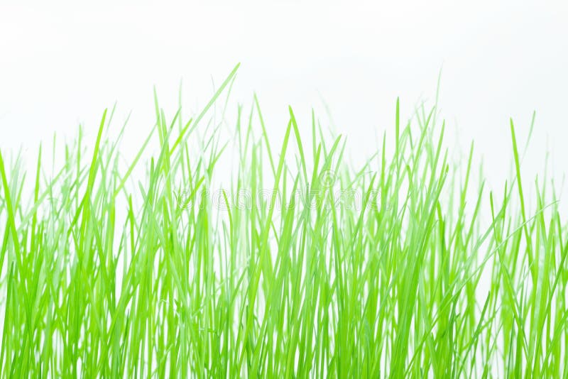 Grama sobre um branco imagens de stock