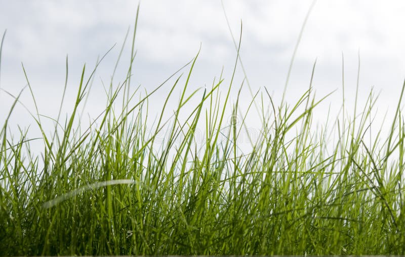 Relva num fundo de céu imagem de stock royalty free