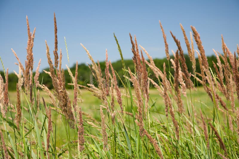 Grama-estepe no campo fotografia de stock