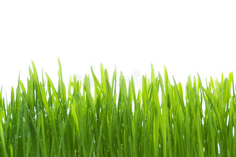 Relva molhada isolada sobre fundo branco fotografia de stock