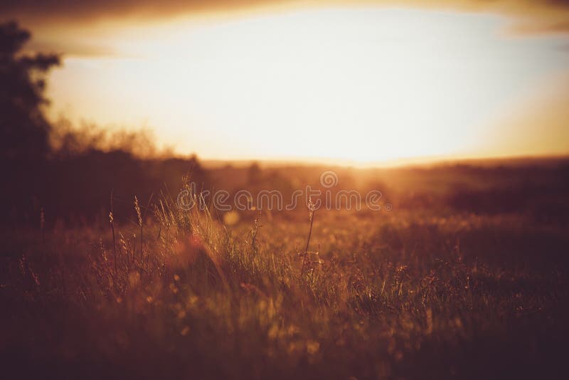 Grama morna do por do sol imagem de stock royalty free Grama morna do por do sol imagem de stock royalty free