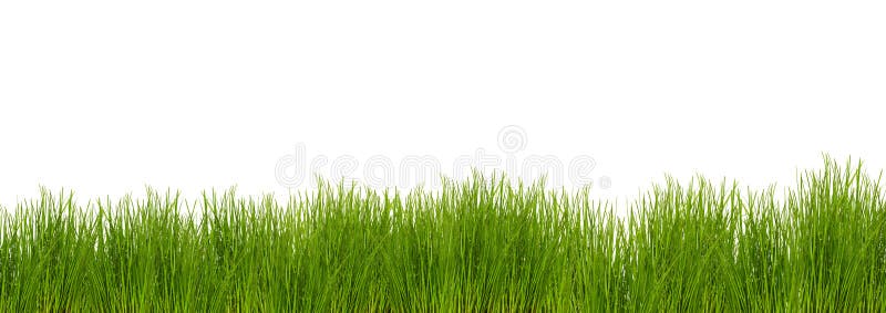 Relva sobre fundo branco fotos de stock