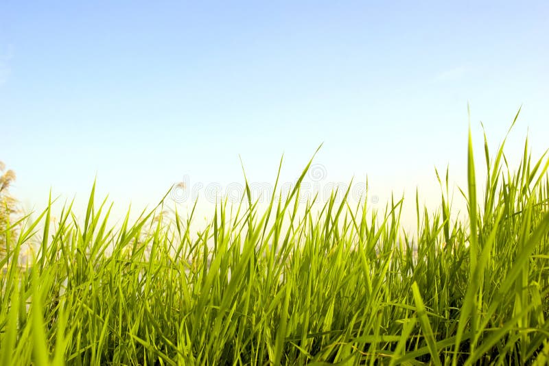 Relva sob o céu azul fotografia de stock royalty free