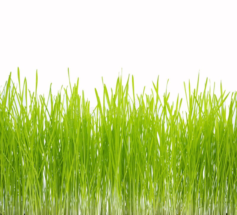 Relva Verde fotos de stock royalty free