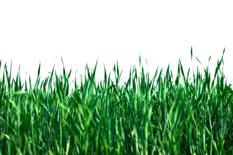 Relva verde fotos de stock