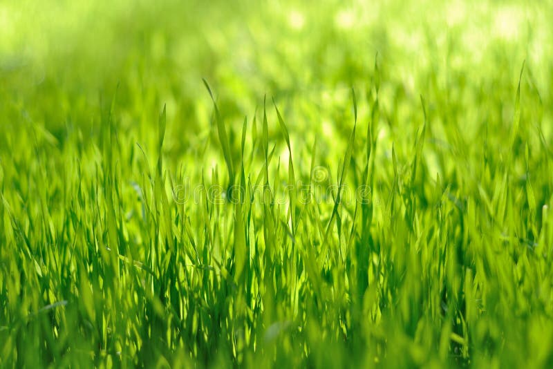 Relva Verde fotos de stock