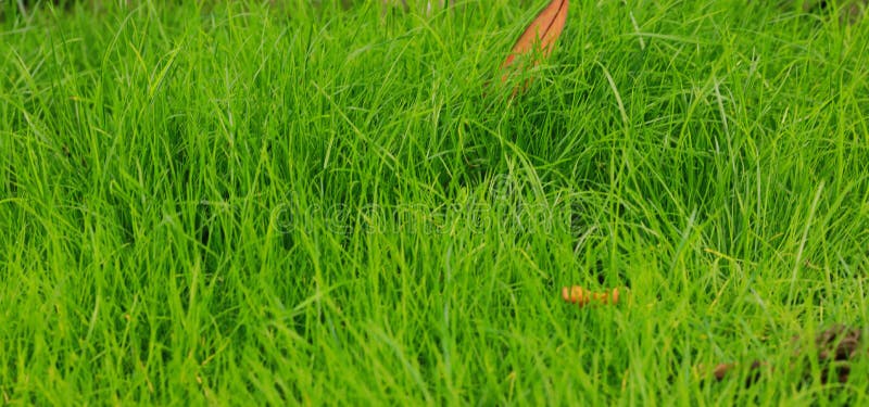Grama verde, close up disparado na grama verde fotos de stock royalty free