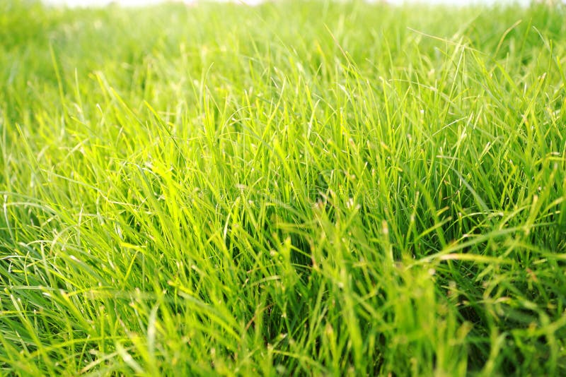 Grama verde, close up disparado na grama verde imagens de stock royalty free