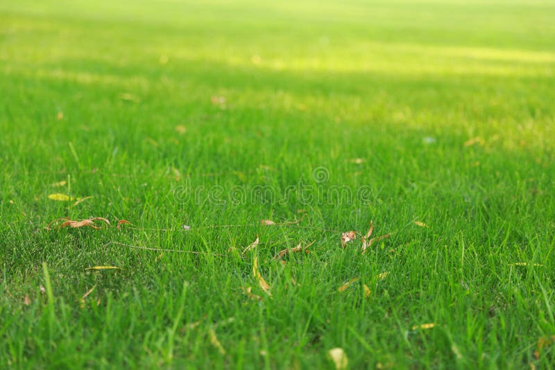 Grama verde, close up disparado na grama verde imagens de stock royalty free