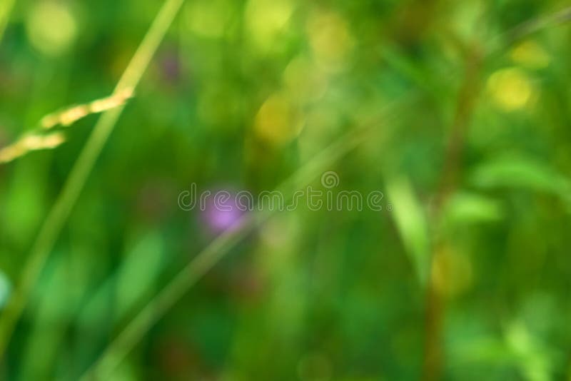 Grama verde como fundo natural desfocado. foto de stock royalty free