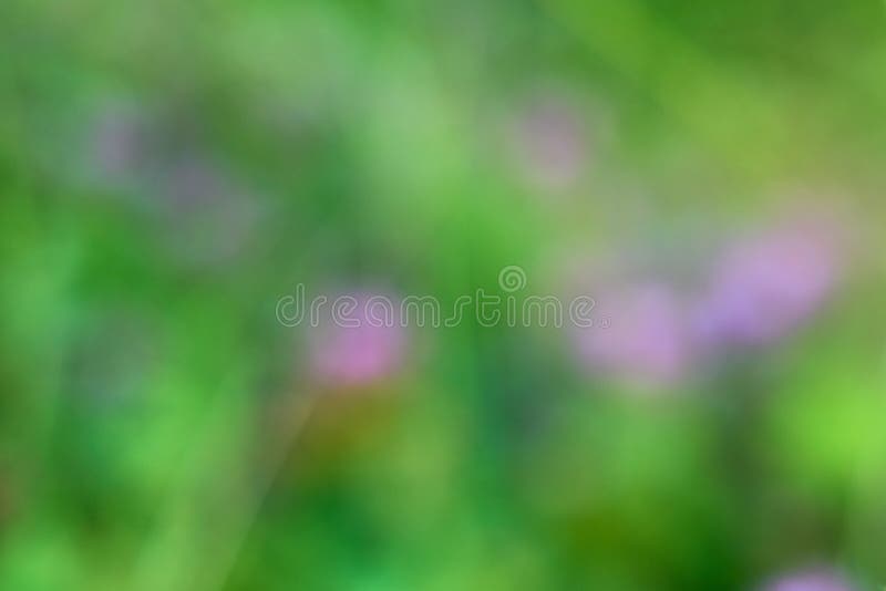 Grama verde como fundo natural desfocado. imagens de stock