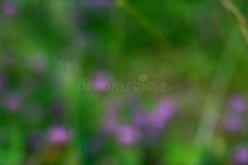 Grama verde como fundo natural desfocado. imagem de stock royalty free