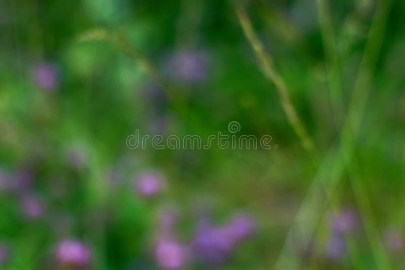Grama verde como fundo natural desfocado. fotografia de stock royalty free
