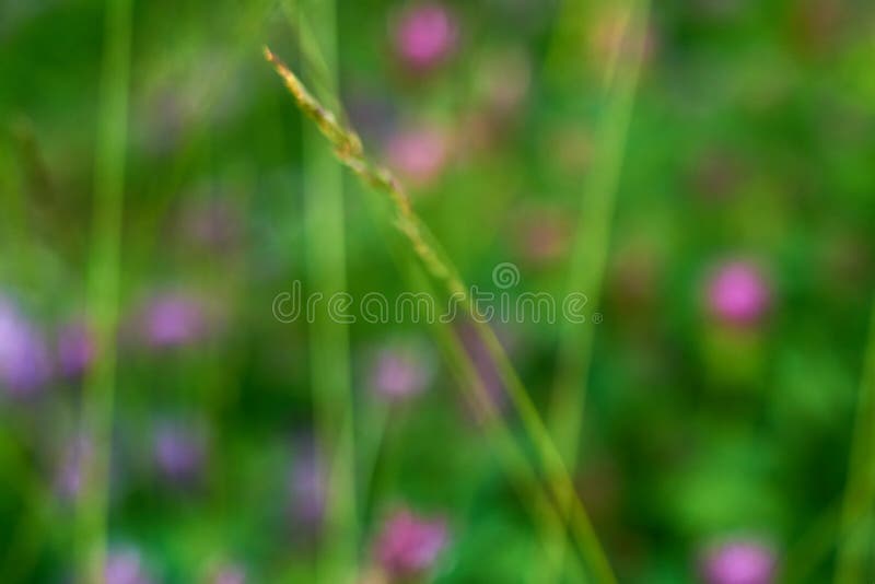 Grama verde como fundo natural desfocado. imagens de stock royalty free