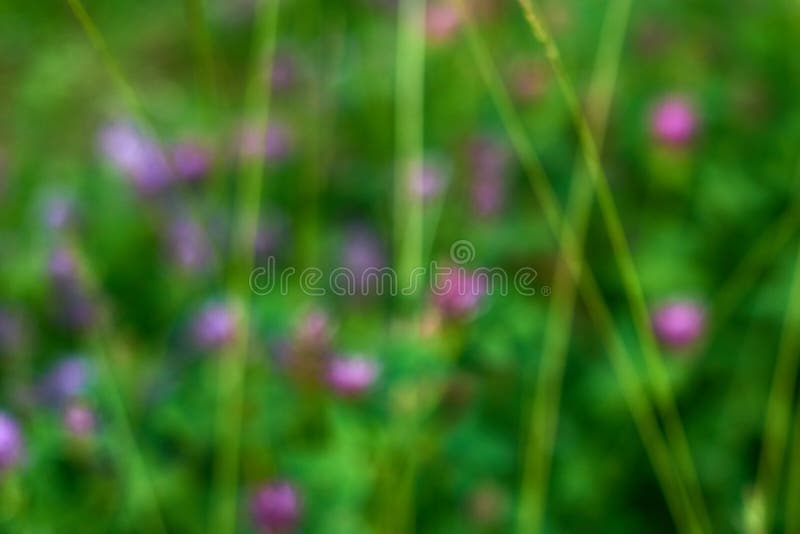 Grama verde como fundo natural desfocado. imagens de stock royalty free