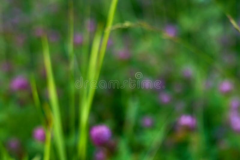 Grama verde como fundo natural desfocado. fotos de stock royalty free