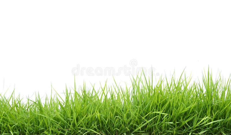 Grama verde da mola fresca imagem de stock Grama verde da mola fresca imagem de stock