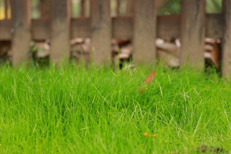 Grama verde e cerca, close up disparado na grama verde imagem de stock