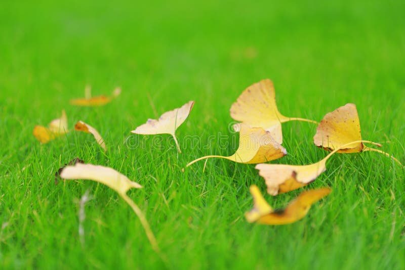 Grama verde e folha amarela, close up disparado na grama verde fotos de stock