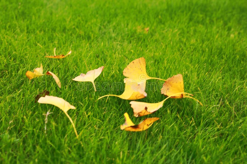 Grama verde e folha amarela, close up disparado na grama verde fotografia de stock