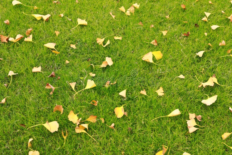 Grama verde e folha amarela, close up disparado na grama verde fotos de stock royalty free