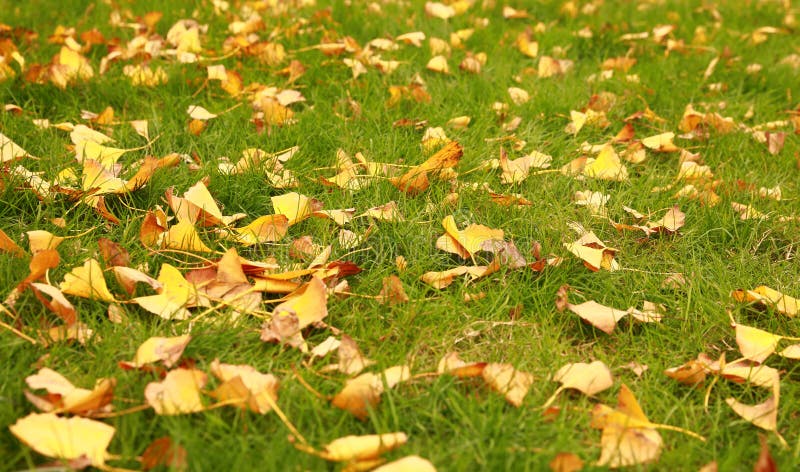 Grama verde e folha amarela, close up disparado na grama verde fotografia de stock royalty free