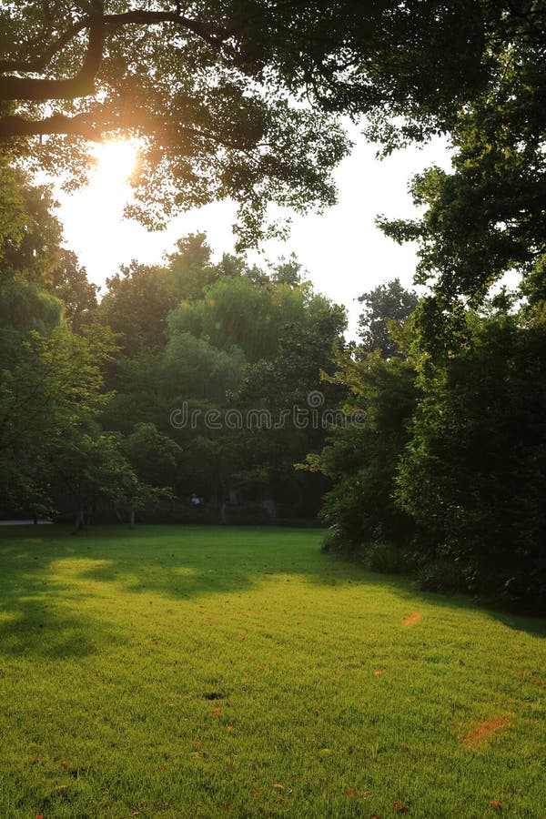Grama verde e árvore, close up disparado na grama verde imagem de stock