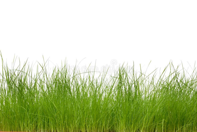 Relva verde fresca fotografia de stock