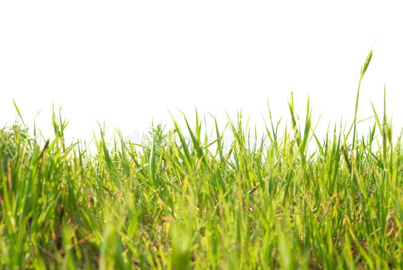 Relva verde isolada fotografia de stock