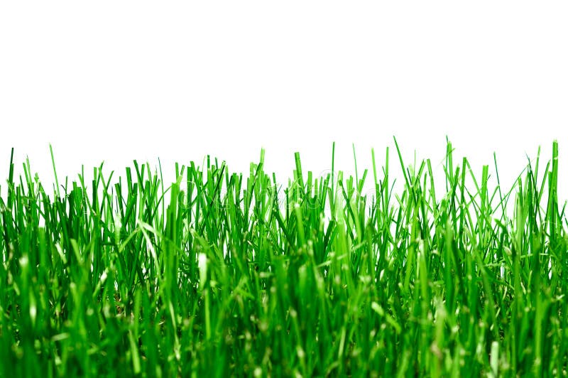 Relva verde isolada imagem de stock royalty free