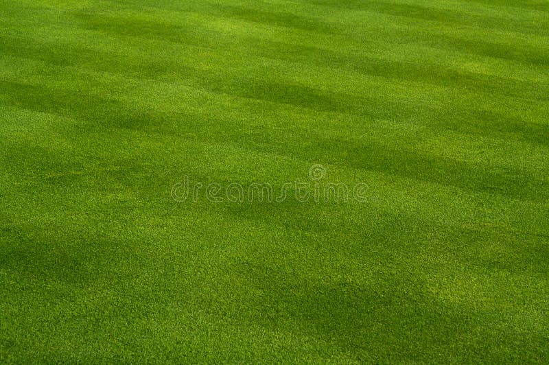 Relva verde exuberante imagem de stock royalty free