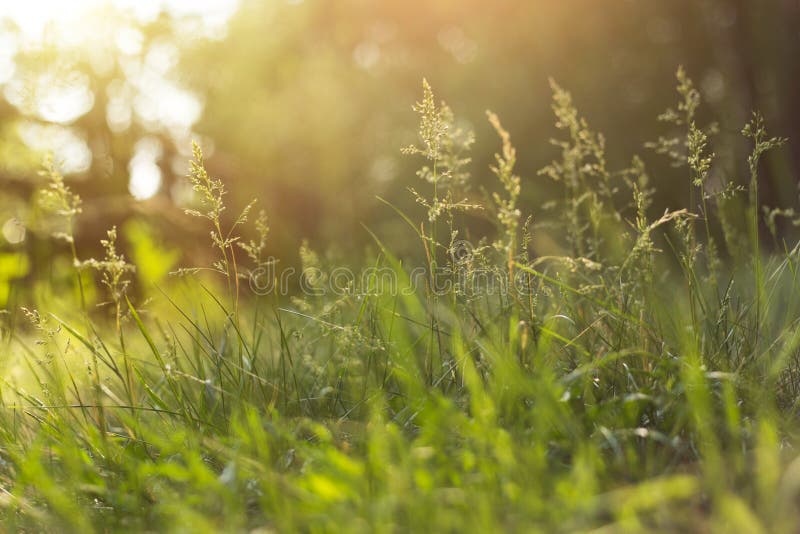 Grama verde na luz solar no close-up do prado, macro Fundo abstrato borrado natureza