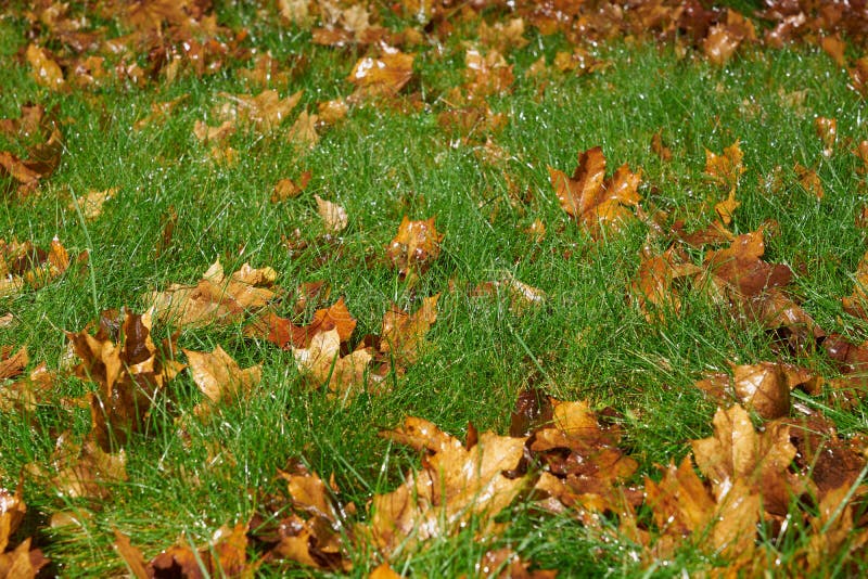 Grama verde-úmida, com folhas de outono. fotos de stock