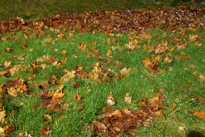 Grama verde-úmida, com folhas de outono. foto de stock