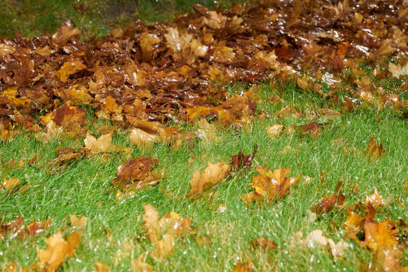 Grama verde-úmida, com folhas de outono. fotos de stock
