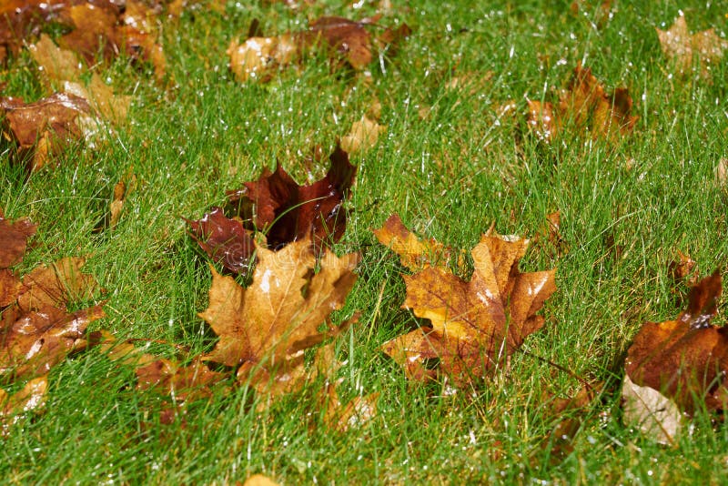 Grama verde-úmida, com folhas de outono. imagens de stock