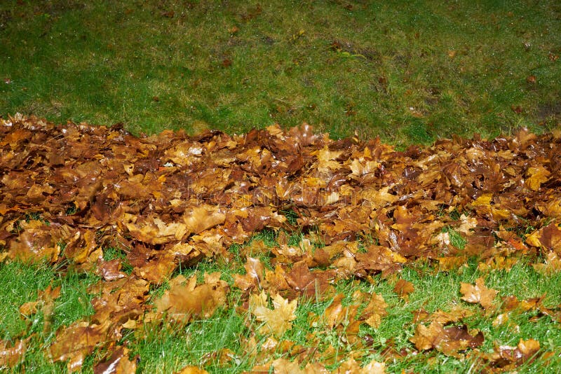 Grama verde-úmida, com folhas de outono. fotografia de stock royalty free
