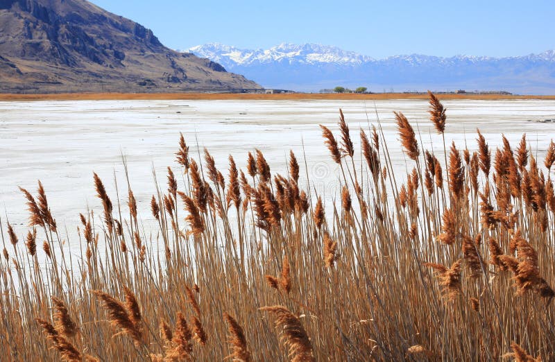 Gramas secas Great Salt Lake em Utá