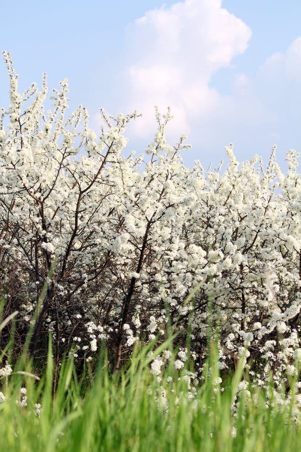 Relva, flores brancas e céu azul, cena de primavera fotografia de stock
