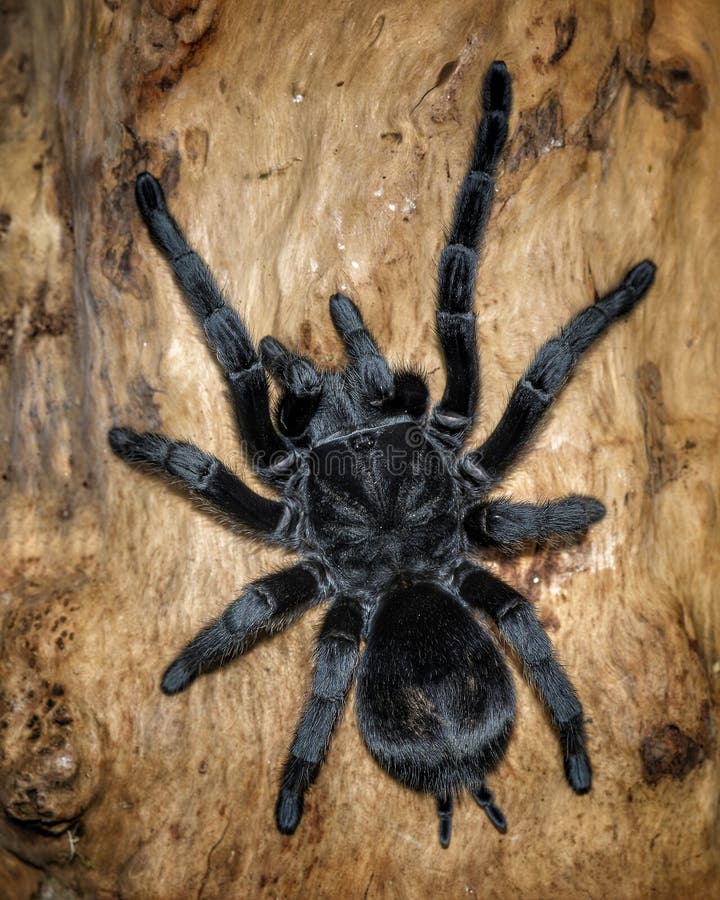 Grammostola pulchra