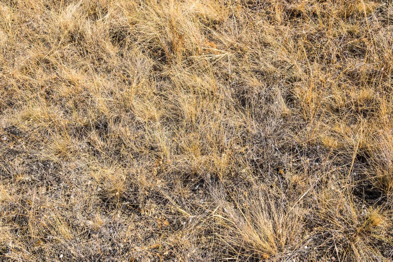 Dried steppe grass at Cape Meganom in the Kapsel valley in eastern Crimea. Dried steppe grass at Cape Meganom in the Kapsel valley in eastern Crimea